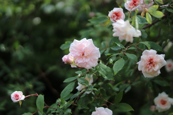 Rosa 'Old Blush China'