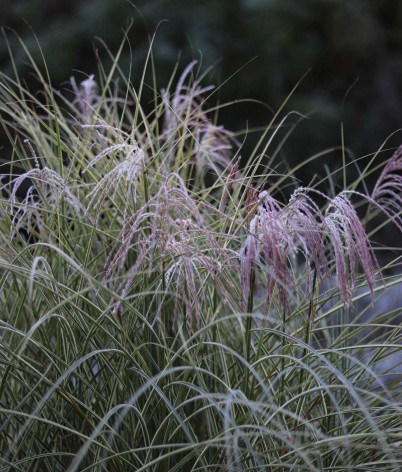 Miscanthus sinensis ‘Morning Light’