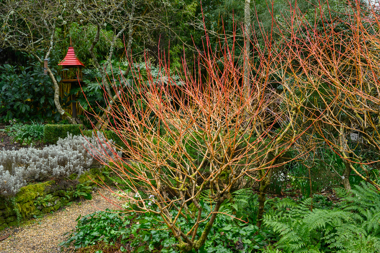 Cornus sanguinea ‘Midwinter Fire’