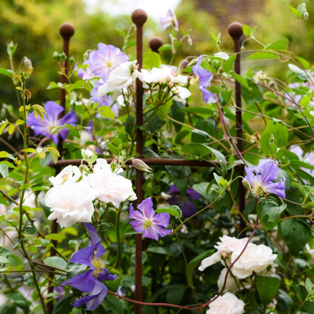 Clematis ‘Perle d’Azur’ and Rosa ‘New Dawn’ both of which can be pruned in late winter
