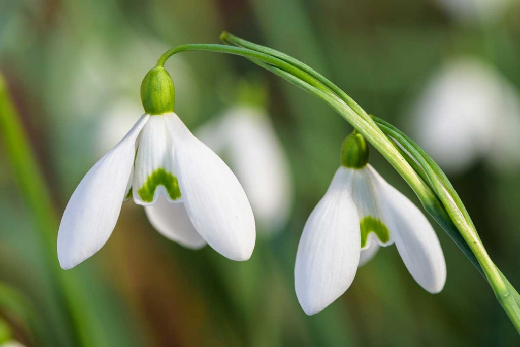Galanthus ‘S. Arnott’ Photo credit: Anna Omiotek-Tott