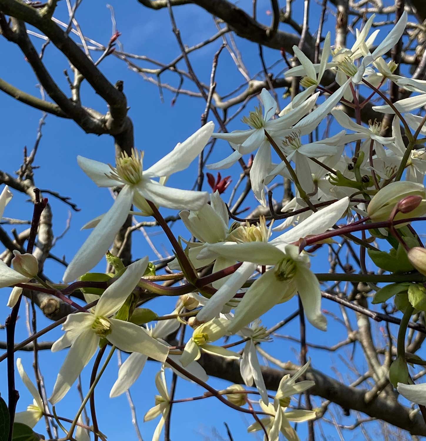 Clematis armandii