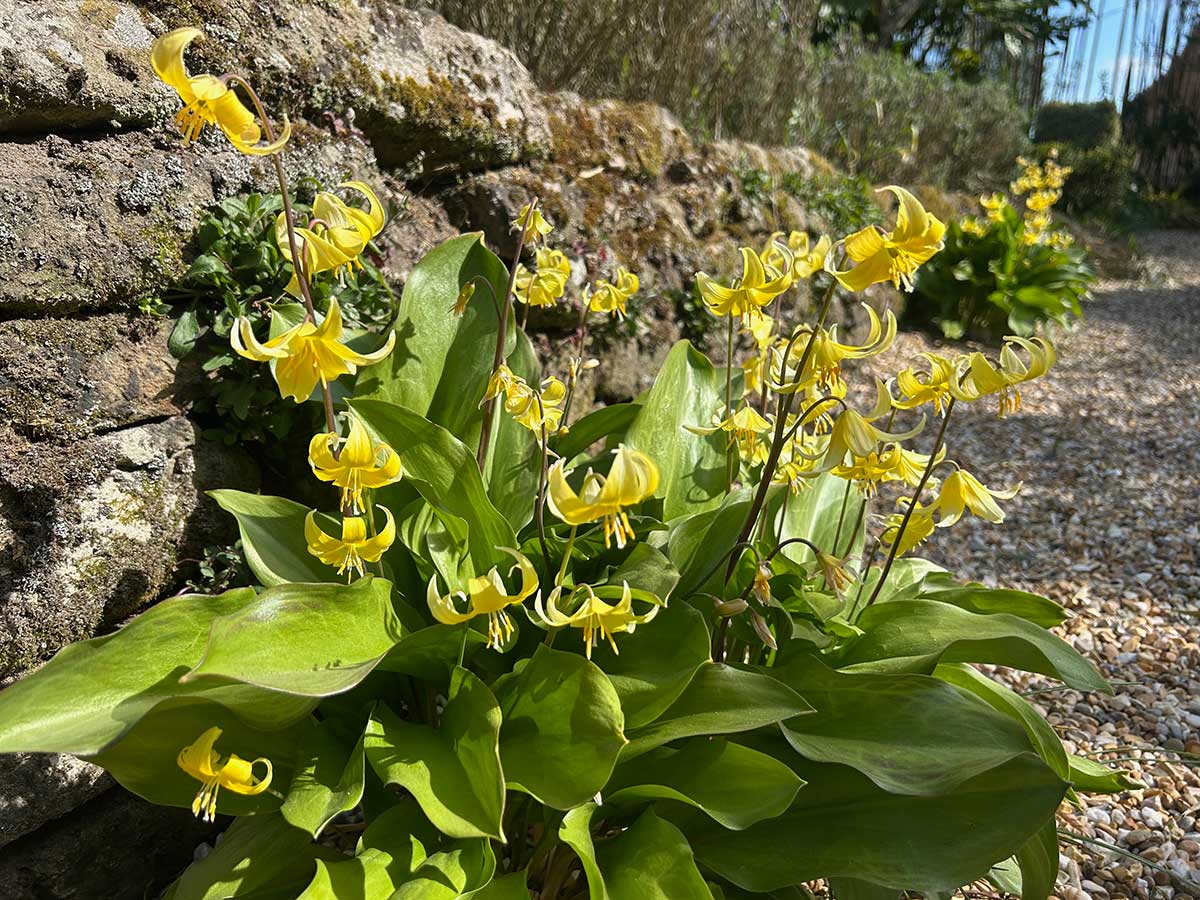 Erythronium ‘Pagoda’