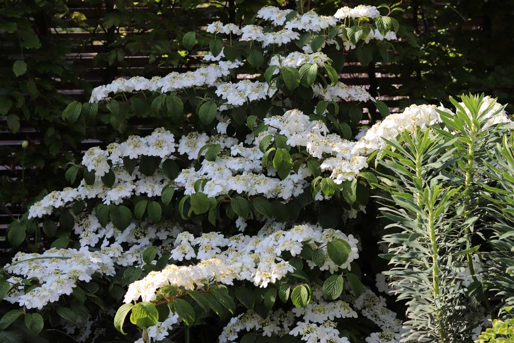 Viburnum plicatum f. tomentosum ‘Mariesii’