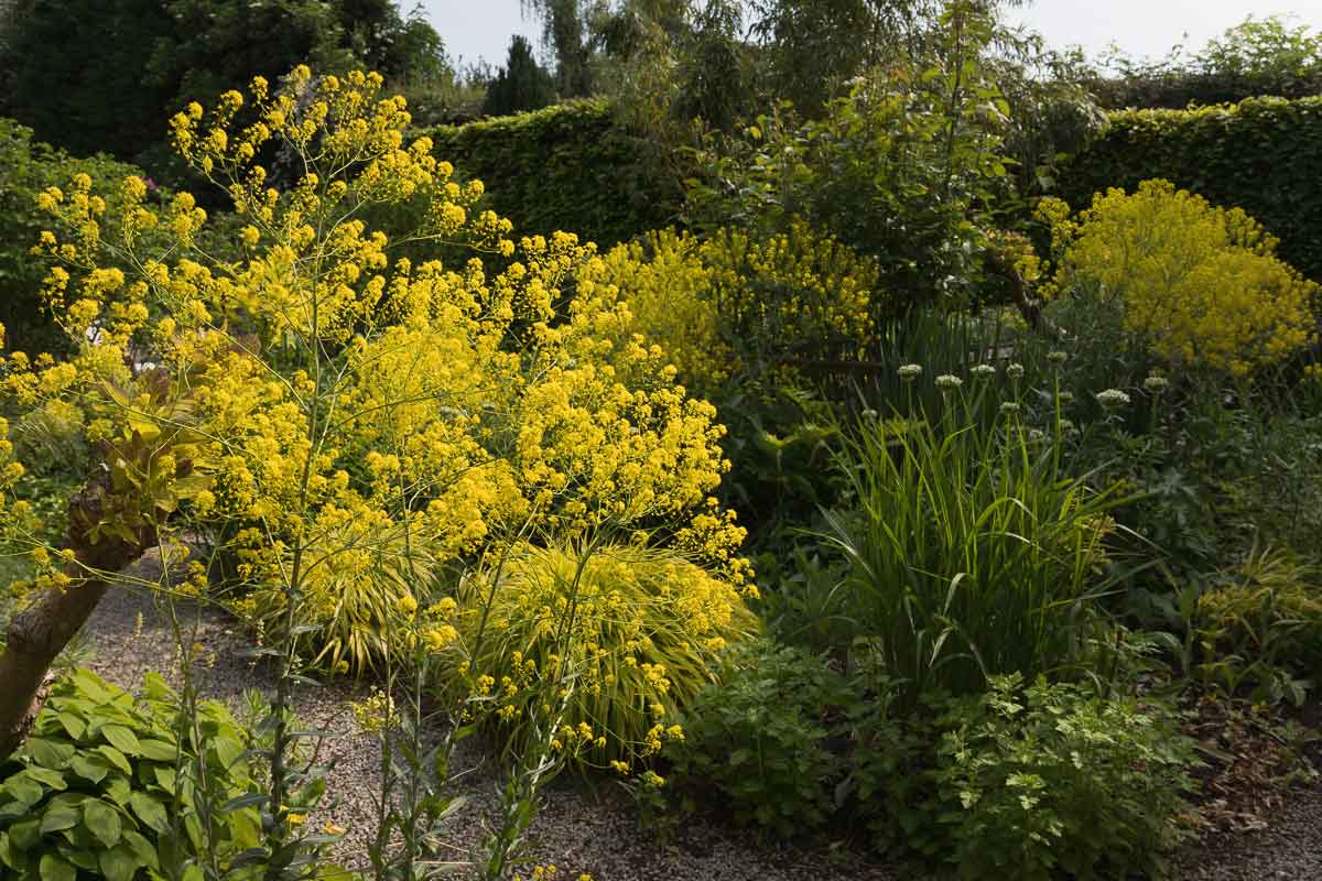 Isatis tinctoria, a wonderful biennial perfect for the bees. Photo from the garden of Ed Flint, with thanks to Nicky Flint
