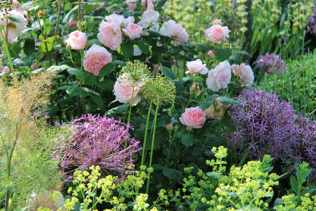 Allium cristophii